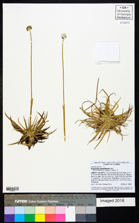 Eriocaulon compressum image