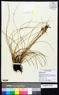 Tillandsia bartramii image