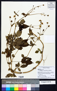 Bidens alba var. radiata image