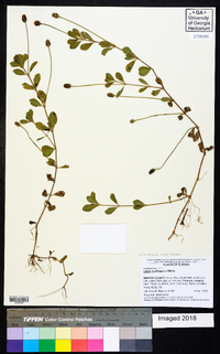 Phyla nodiflora image