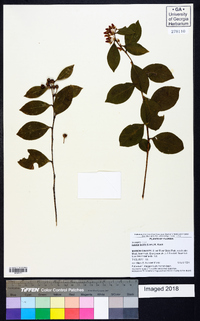 Lyonia lucida image