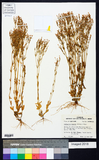 Zeltnera texensis image