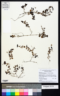 Houstonia procumbens image