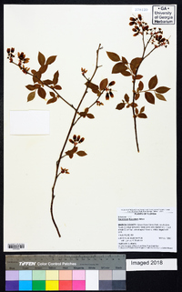 Vaccinium fuscatum image