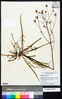 Lactuca graminifolia image