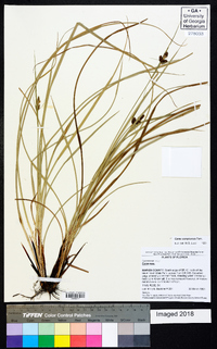 Carex complanata image