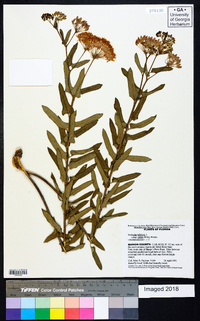 Asclepias tuberosa subsp. rolfsii image