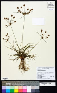 Cyperus retrorsus image