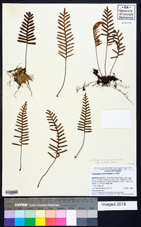 Pleopeltis polypodioides subsp. michauxiana image