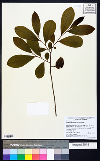 Asimina parviflora image