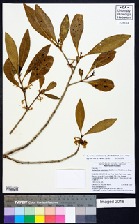 Osmanthus americanus image