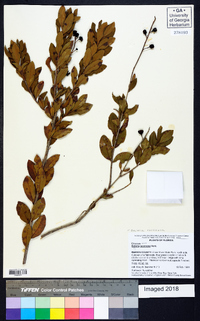 Bejaria racemosa image