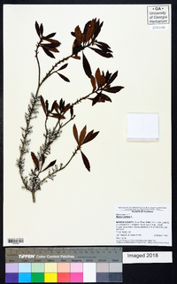 Myrica cerifera image