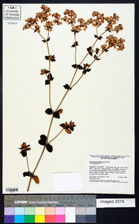 Eriogonum tomentosum image