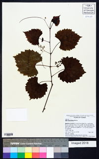 Vitis rotundifolia image