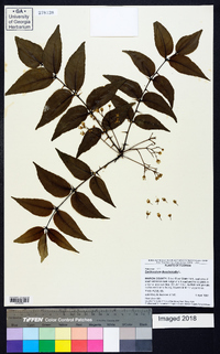 Zanthoxylum clava-herculis image