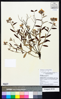 Helianthemum corymbosum image