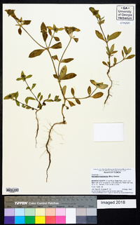 Richardia brasiliensis image