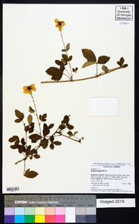 Rubus trivialis image