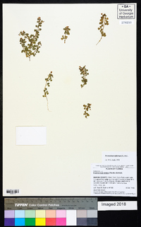 Desmodium triflorum image