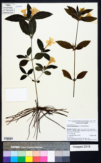 Ruellia caroliniensis image