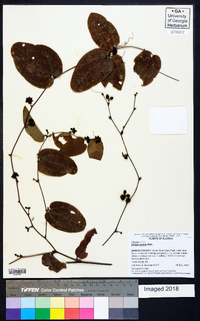 Smilax pumila image