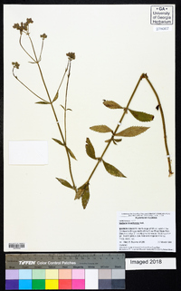 Verbena brasiliensis image