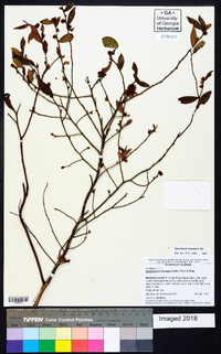 Vaccinium fuscatum image