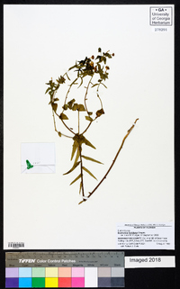 Euphorbia floridana image