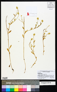 Polygala lutea image