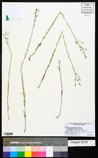 Linum medium var. texanum image