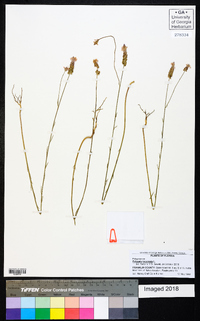 Polygala incarnata image