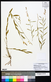 Asemeia grandiflora image