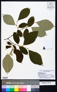 Styrax grandifolius image