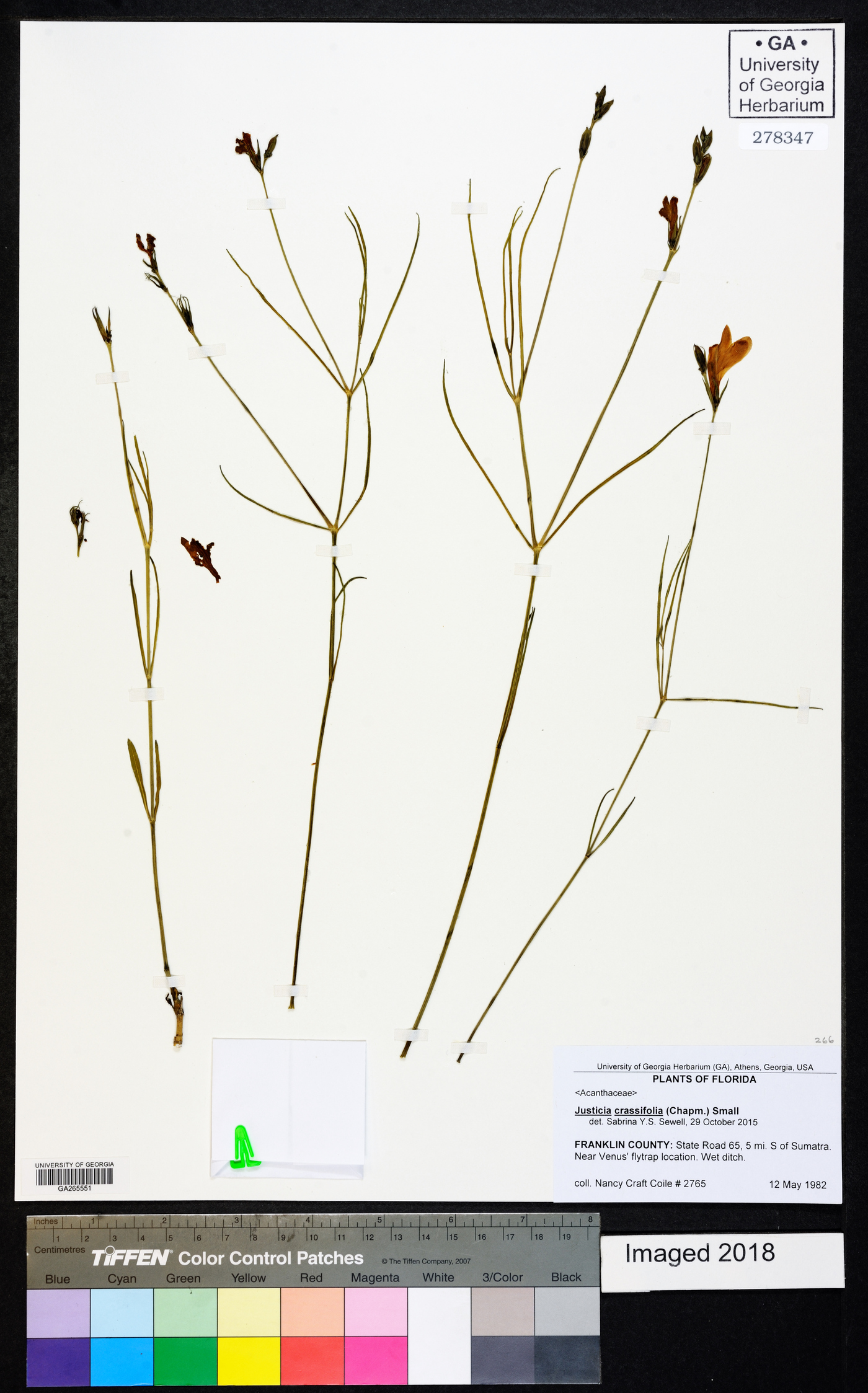 Justicia crassifolia image