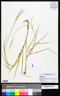 Panicum repens image