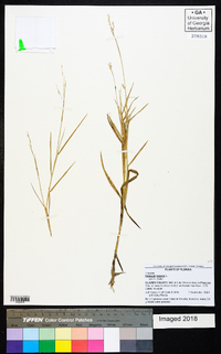 Panicum repens image