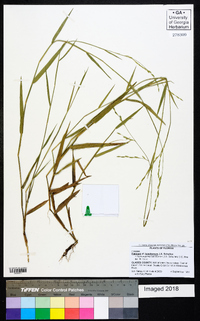 Panicum hemitomon image