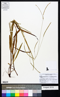Paspalum setaceum var. ciliatifolium image