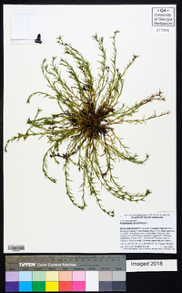 Polypremum procumbens image