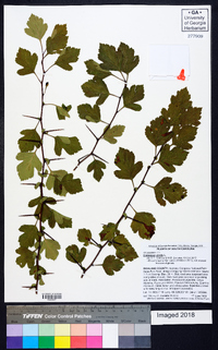 Crataegus viridis image