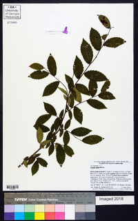 Ulmus alata image