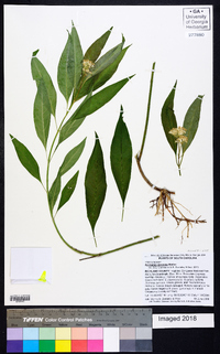 Asclepias perennis image