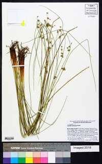 Juncus coriaceus image