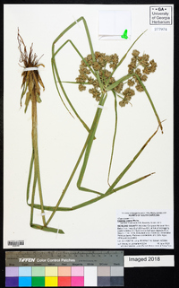 Cyperus virens image