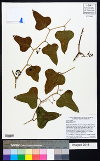 Smilax bona-nox image