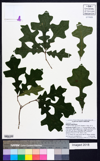 Quercus lyrata image