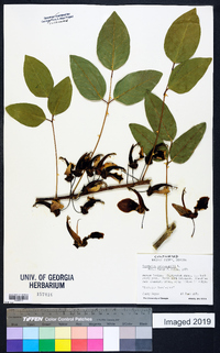 Erythrina crista-galli image