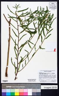 Chamaecrista nictitans var. nictitans image