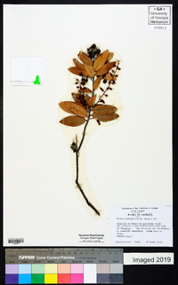 Pieris phillyreifolia image
